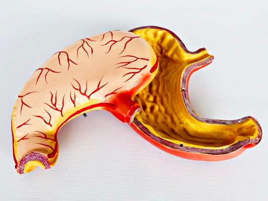 Stomach Model