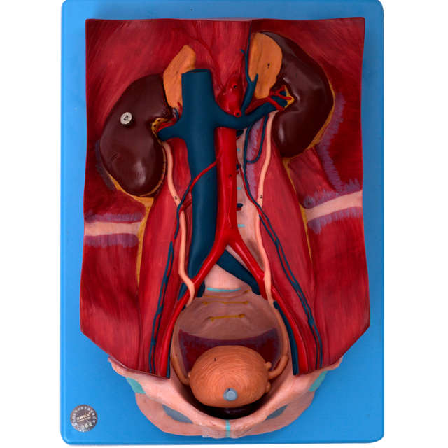 Urinary System Model