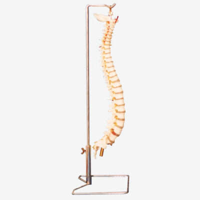 Vertebral Column Life Size