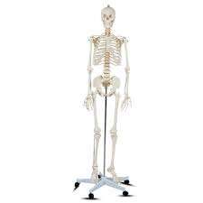Life Size Skelton