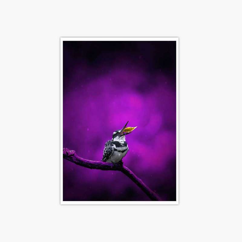Pied Kingfisher Poster