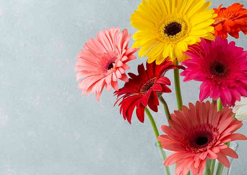 20 Mixed Gerbera Bouquet