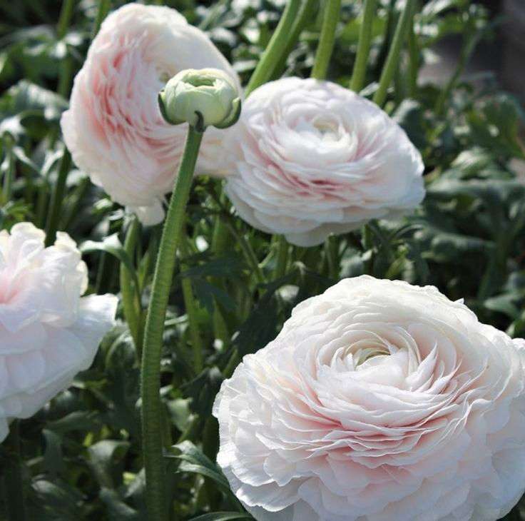 Ranunculus - White - 25 bulbs p-pack
