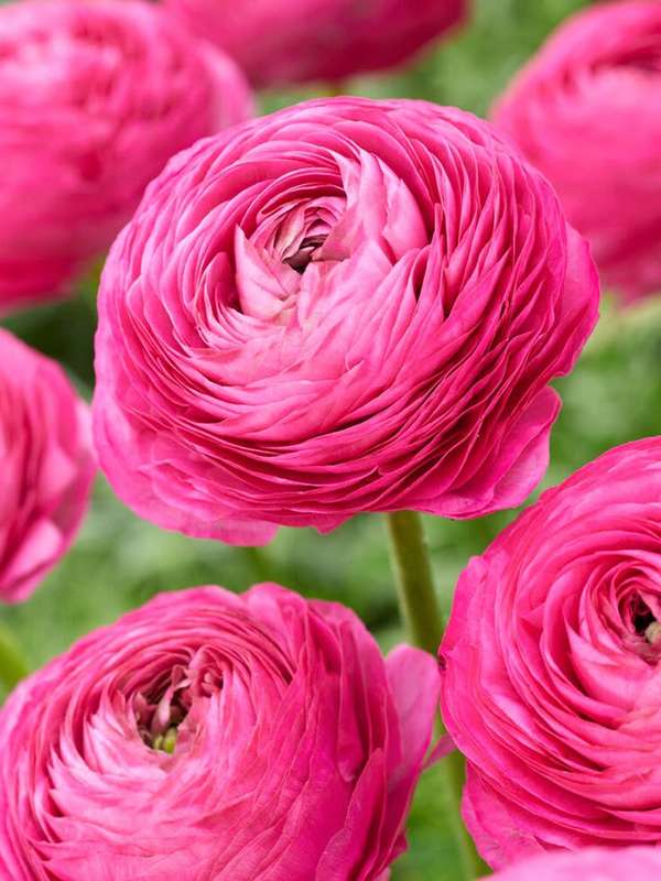 Ranunculus - Pink - 25 bulbs p-pack