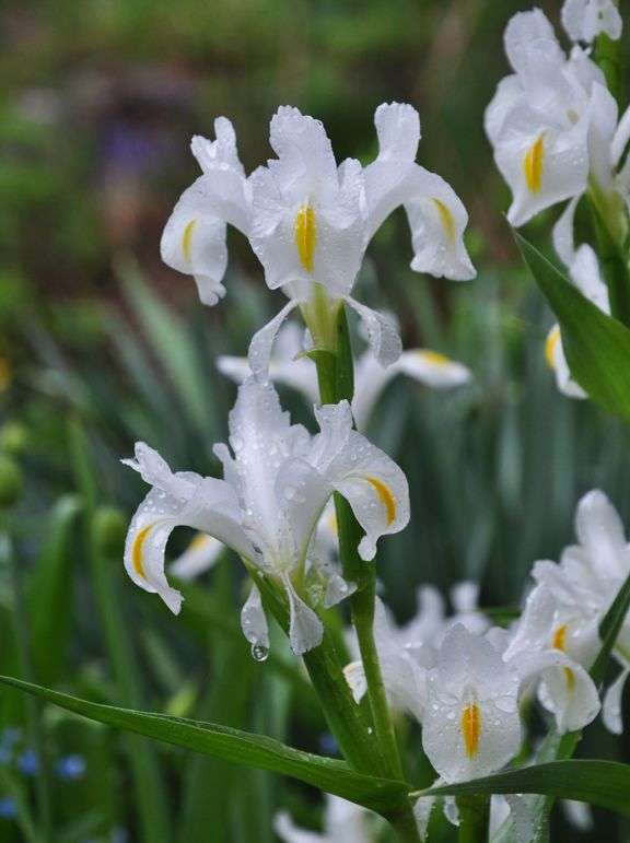Dutch Iris - White - 25 bulbs p-pack
