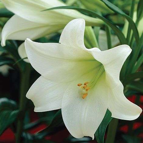 Lilium Longiflorum - Snow Queen - 5 bulbs p-pack