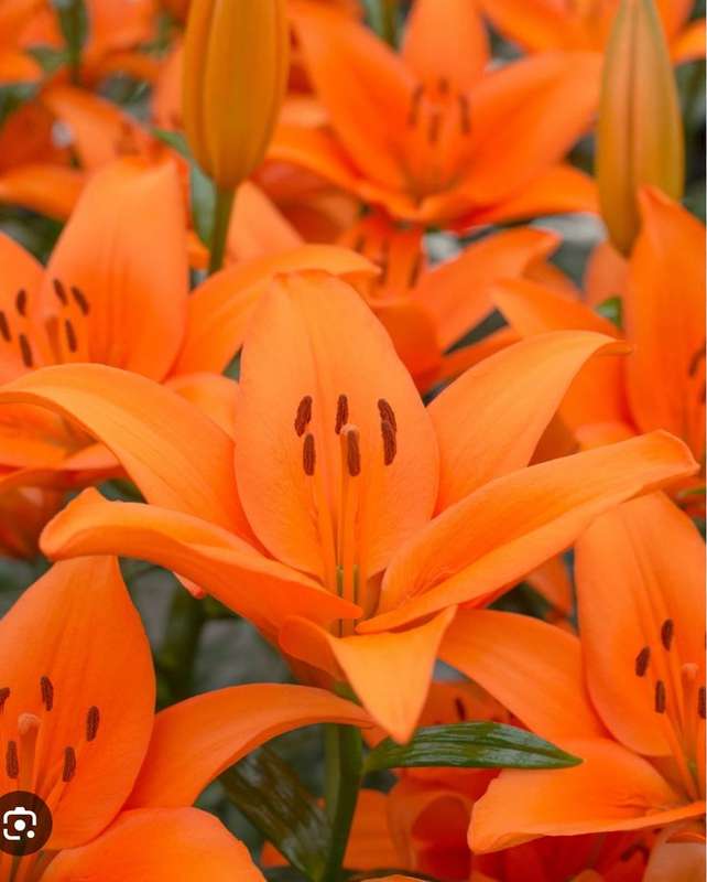 Lilium Asiatic - Orange - 5 bulbs p-pack