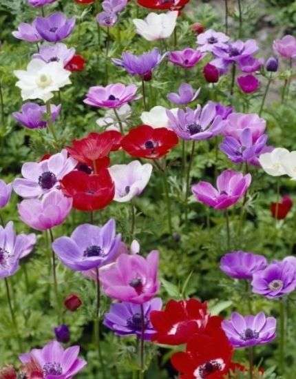 Anemone Single - Mixed - 15 bulbs p-pack