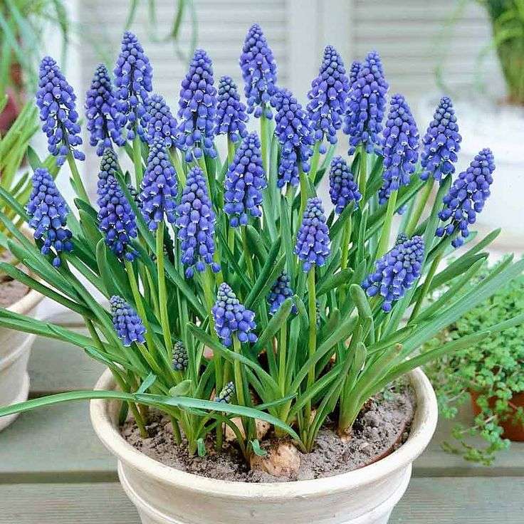 Muscari - Heavenly Blue - 25 bulbs p-pack