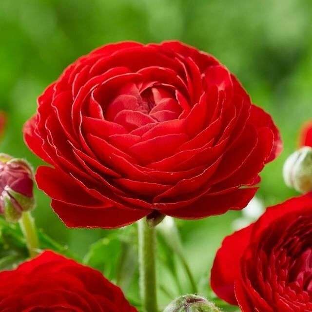 Ranunculus - Red - 25 bulbs p-pack