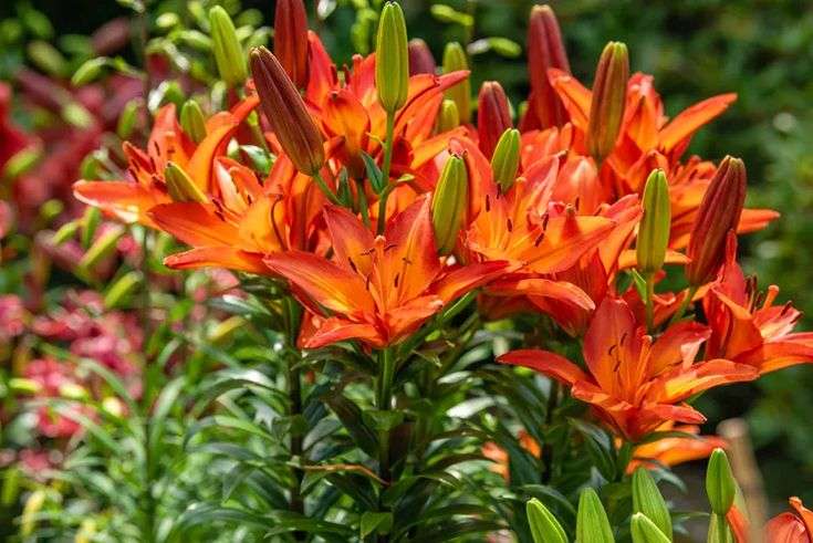 Lilium Asiatic - Orange-Red - 5 bulbs p-pack
