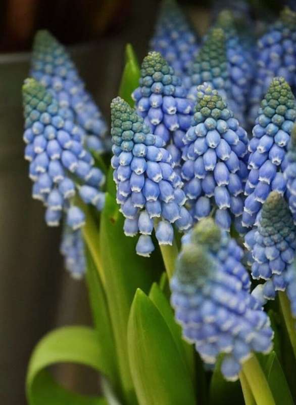 Muscari - Blue Pearl - 20 bulbs p-pack