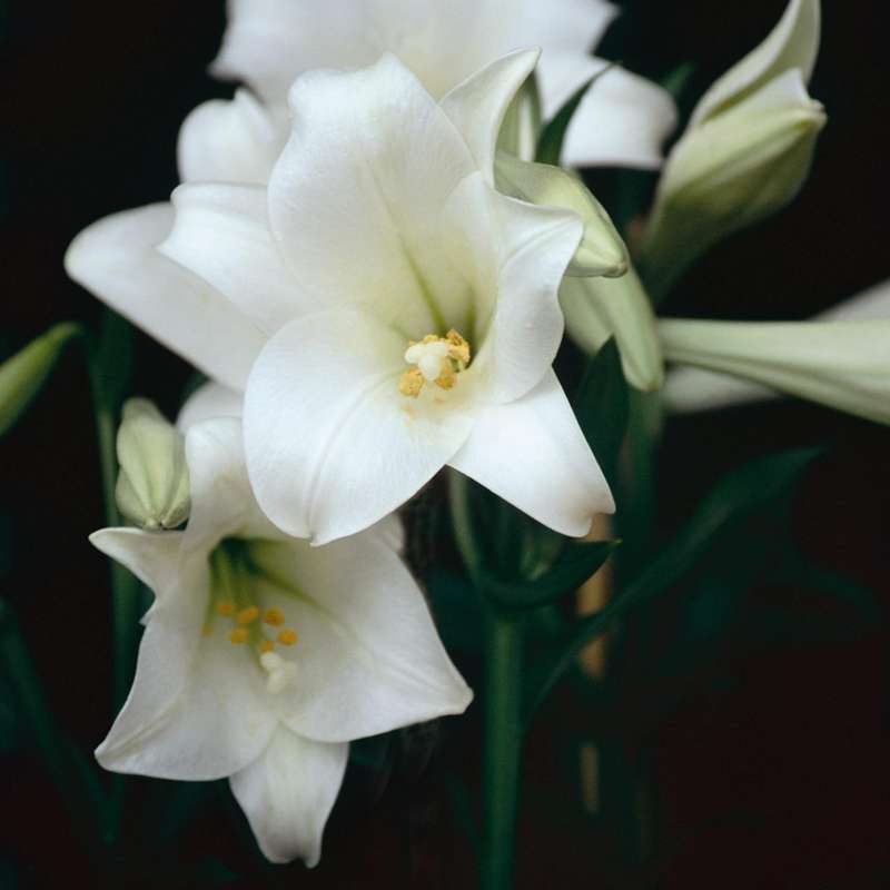 Lilium Longiflorum - Snow Queen - 5 bulbs p-pack