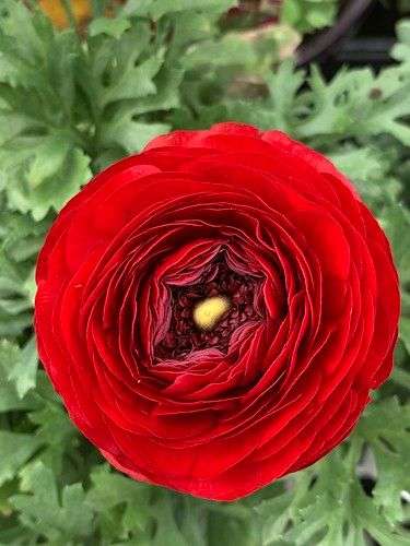 Ranunculus - Red - 25 bulbs p-pack