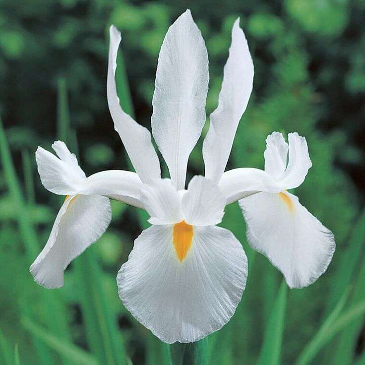 Dutch Iris - White - 25 bulbs p-pack