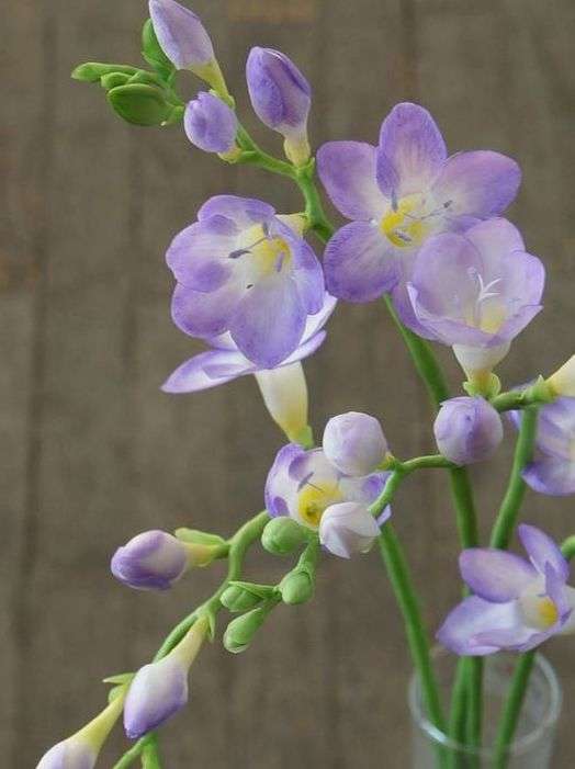 Freesias - Lilac - 25 bulbs p-pack