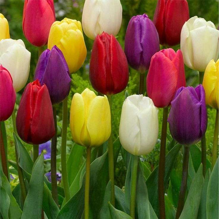 Tulips  Mixed  10 bulbs p-pack