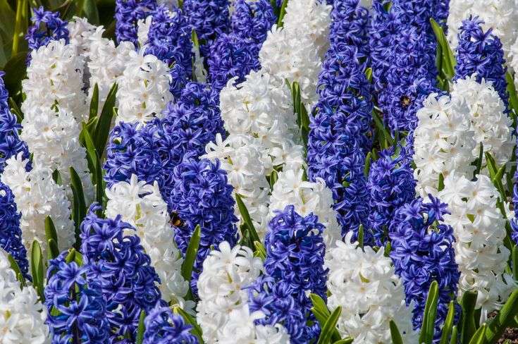Hyacinths Assorted - Blue and White - 5 bulbs p-pack