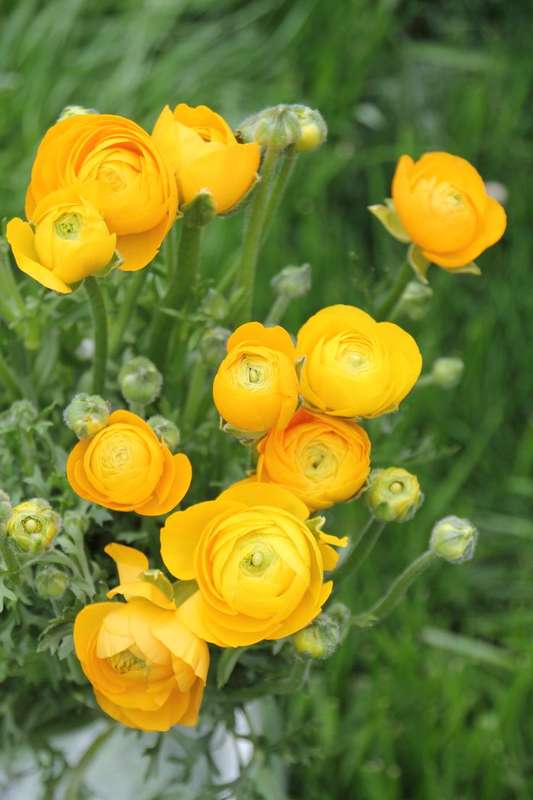 Ranunculus - Yellow - 25 bulbs p-pack