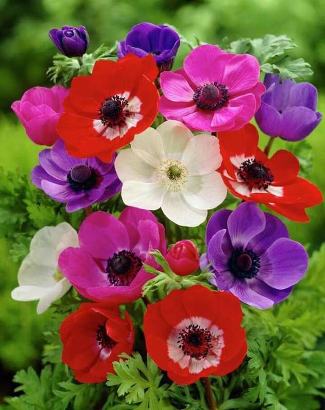 Anemone Single - Mixed - 15 bulbs p-pack