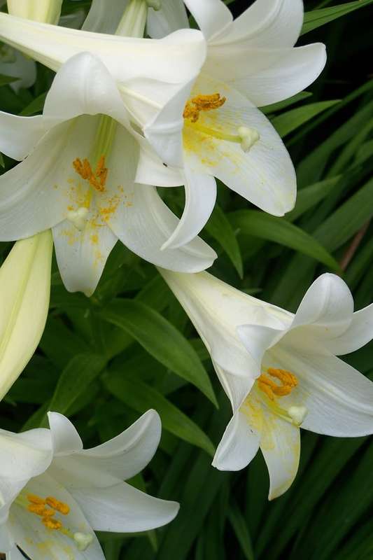 Lilium Longiflorum - Snow Queen - 5 bulbs p-pack