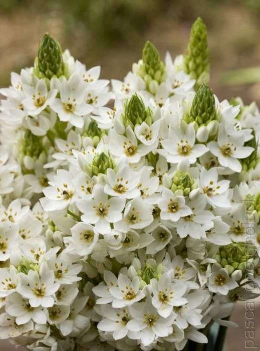 Ornithogalum - White (Large) - 25 bulbs p-pack
