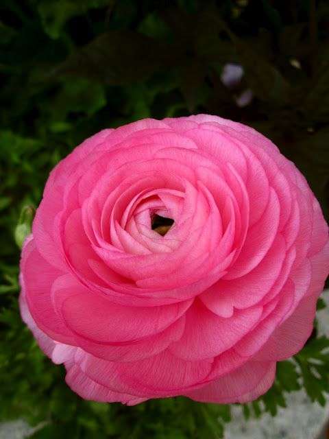 Ranunculus - Pink - 25 bulbs p-pack