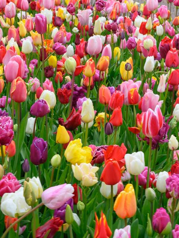 Tulips  Mixed  10 bulbs p-pack