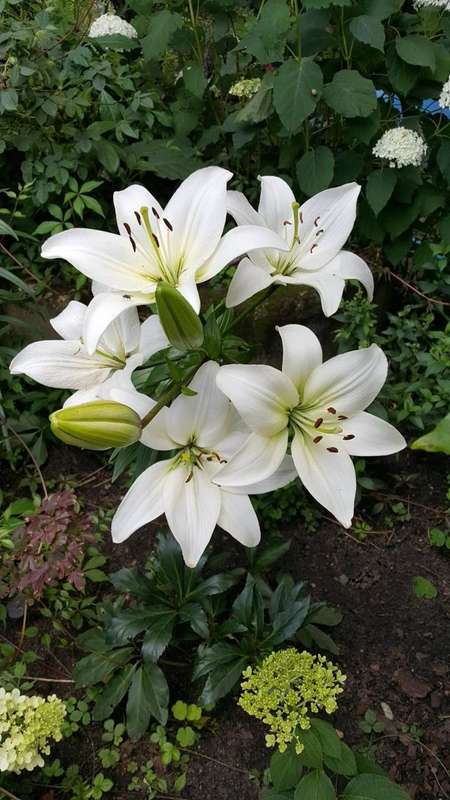 Lilium Asiatic - White - 5 bulbs p-pack