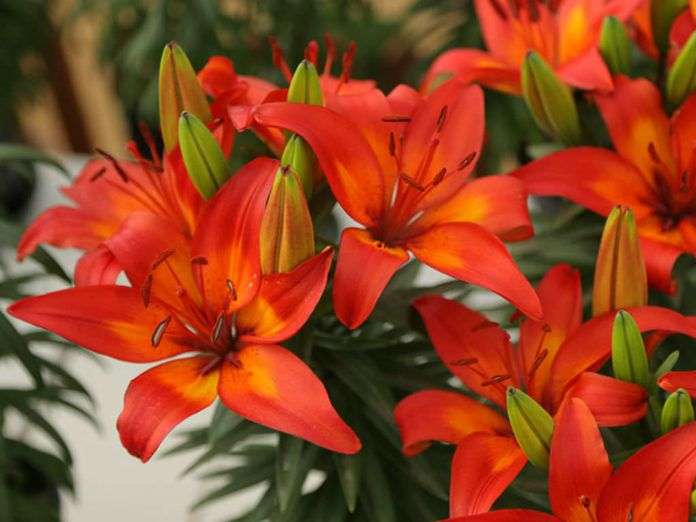 Lilium Asiatic - Orange-Red - 5 bulbs p-pack