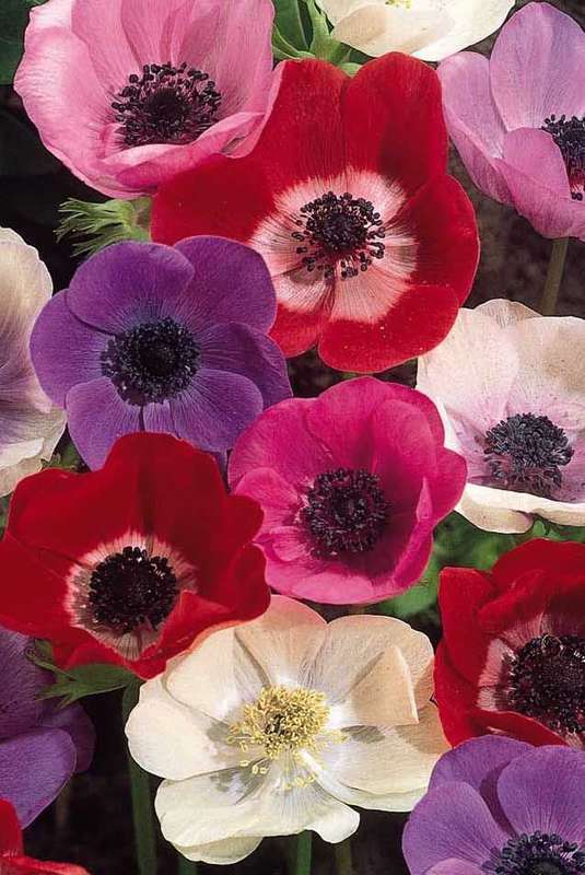 Anemone Single - Mixed - 15 bulbs p-pack