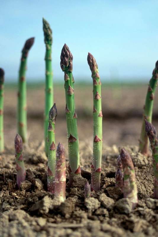 Asparagus - 7 p-pack