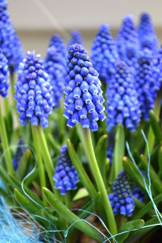 Muscari - Heavenly Blue - 25 bulbs p-pack