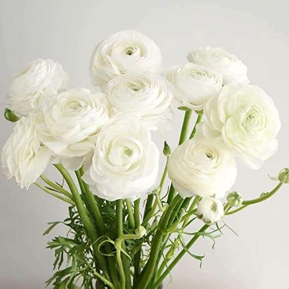 Ranunculus - White - 25 bulbs p-pack
