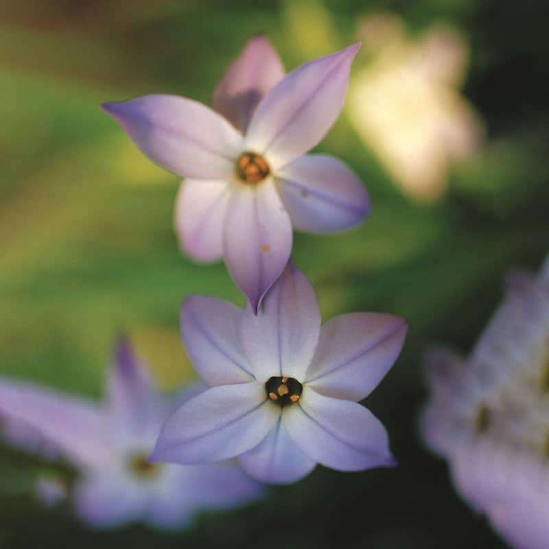 Ipheion Value Pack - 200 bulbs p-pack