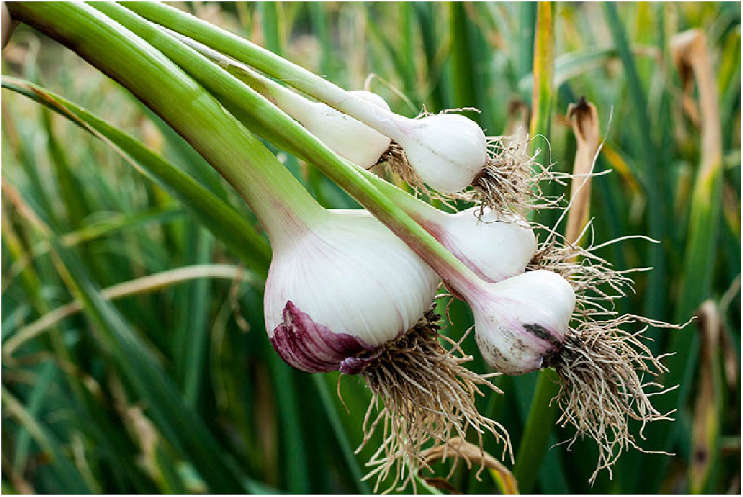 Garlic - Allium sativum - 25 cloves p-pack