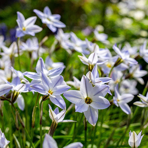 Ipheion Value Pack - 200 bulbs p-pack