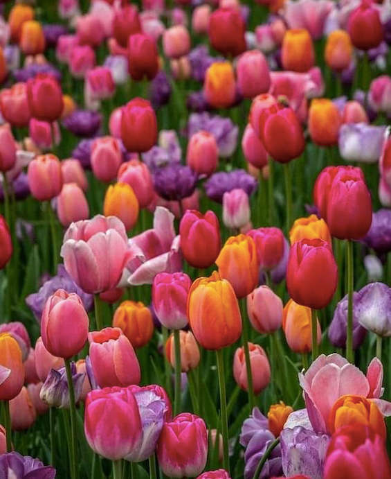 Tulips  Mixed  10 bulbs p-pack