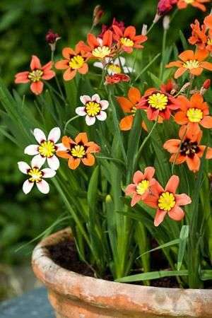 Sparaxis - Mixed - 50 bulbs p-pack