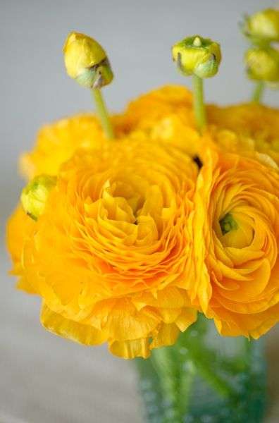 Ranunculus - Yellow - 25 bulbs p-pack