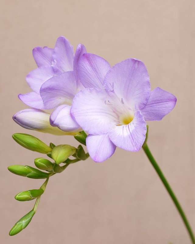 Freesias - Lilac - 25 bulbs p-pack