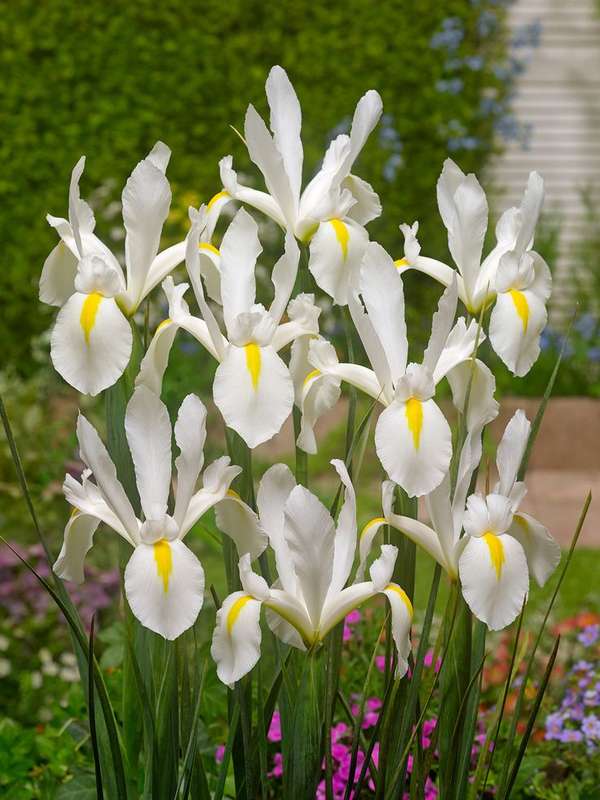 Dutch Iris - White - 25 bulbs p-pack