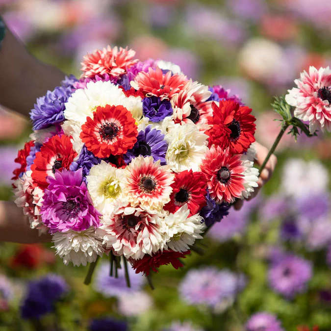 Anemone Double - Mixed - 25 bulbs p-pack