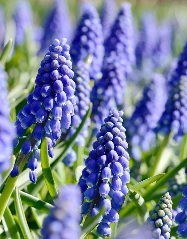 Muscari - Heavenly Blue - 25 bulbs p-pack