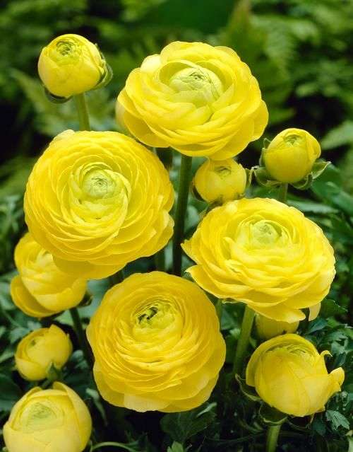 Ranunculus - Yellow - 25 bulbs p-pack