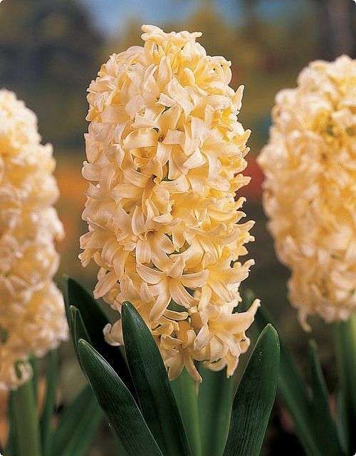 Hyacinths - Yellow - 3 bulbs p-pack