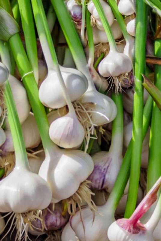 Garlic - Allium sativum - 25 cloves p-pack
