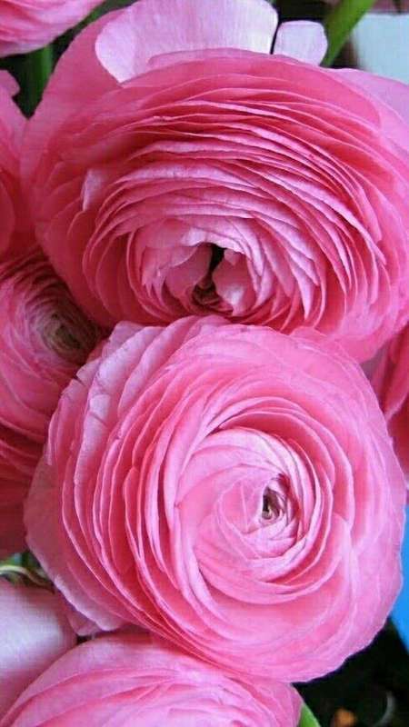 Ranunculus - Pink - 25 bulbs p-pack