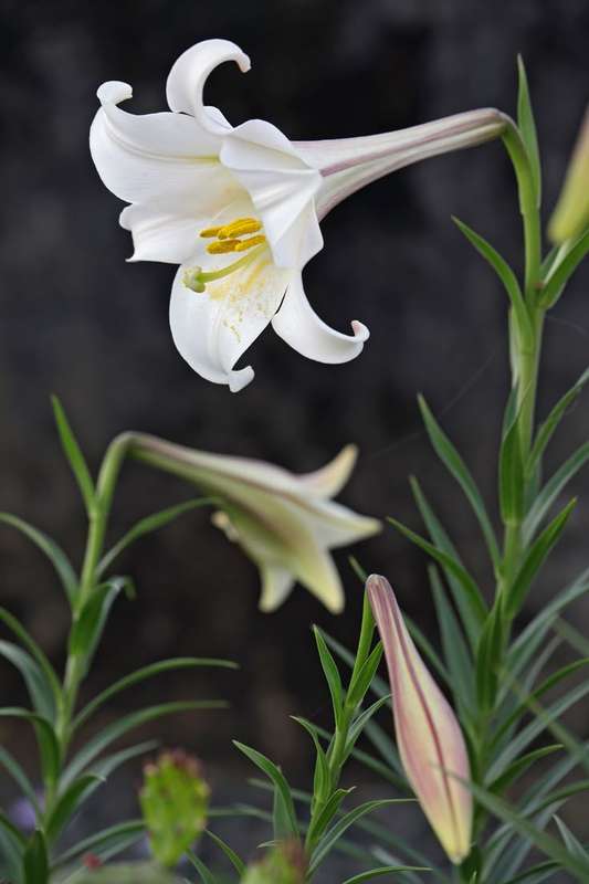 Lilium Longiflorum - Snow Queen - 5 bulbs p-pack