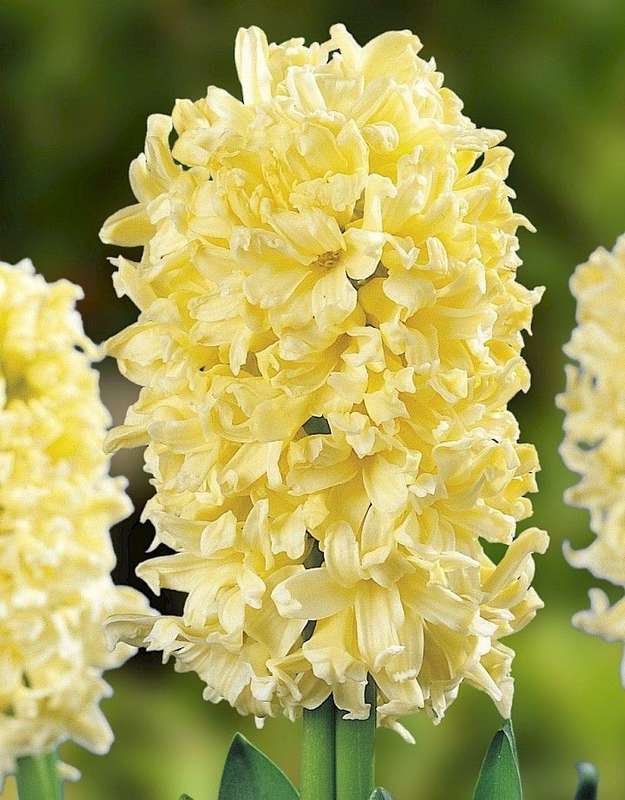 Hyacinths - Yellow - 3 bulbs p-pack
